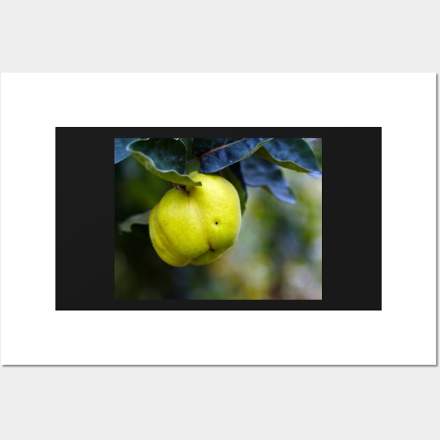 Yellow ripe quince on branch Wall Art by naturalis